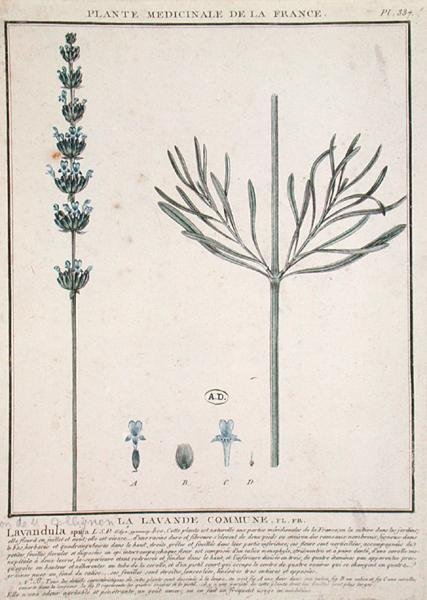 Lawendowy kolec, talerz z „Plante Medicinale de la France” (kolorowy grawerunek) autorstwa French School