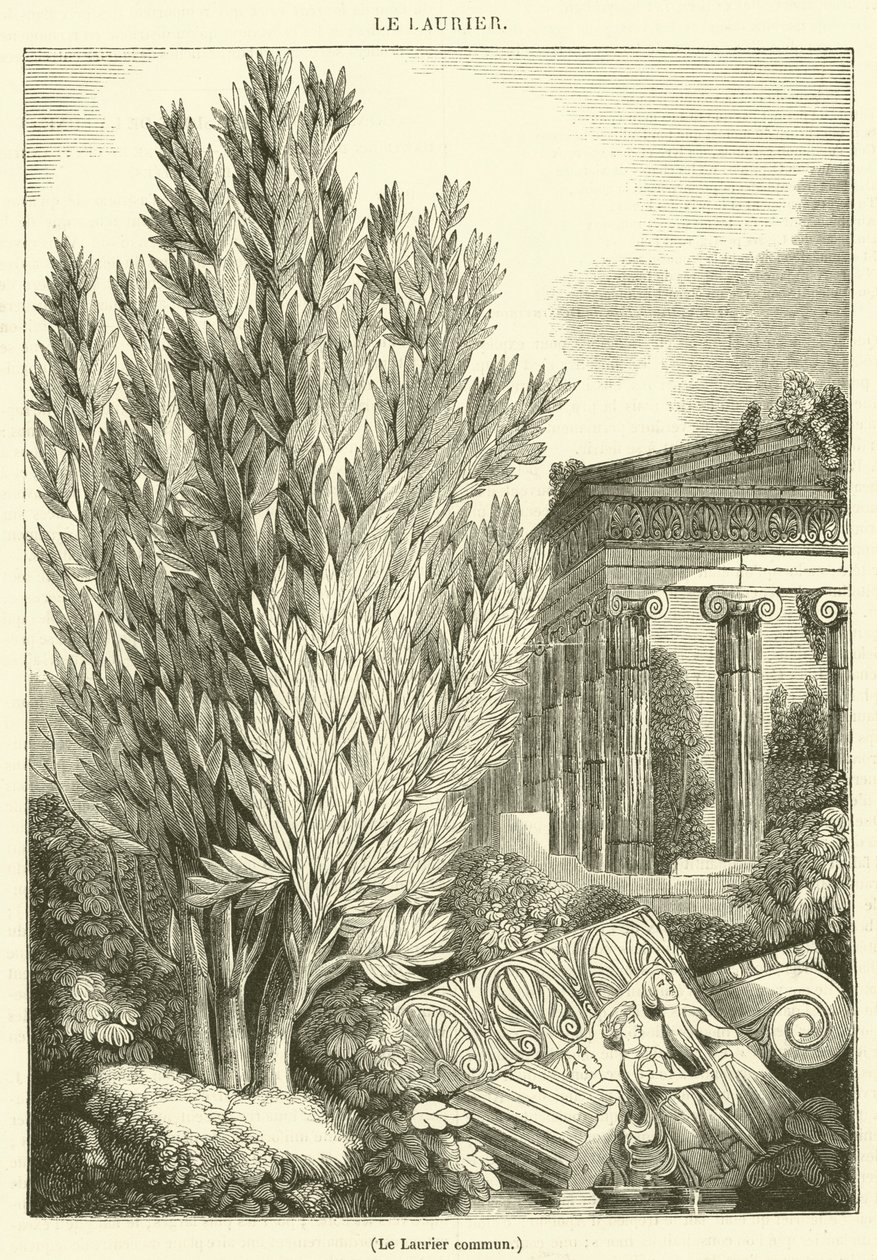Laur pospolity (grawerunek) autorstwa French School