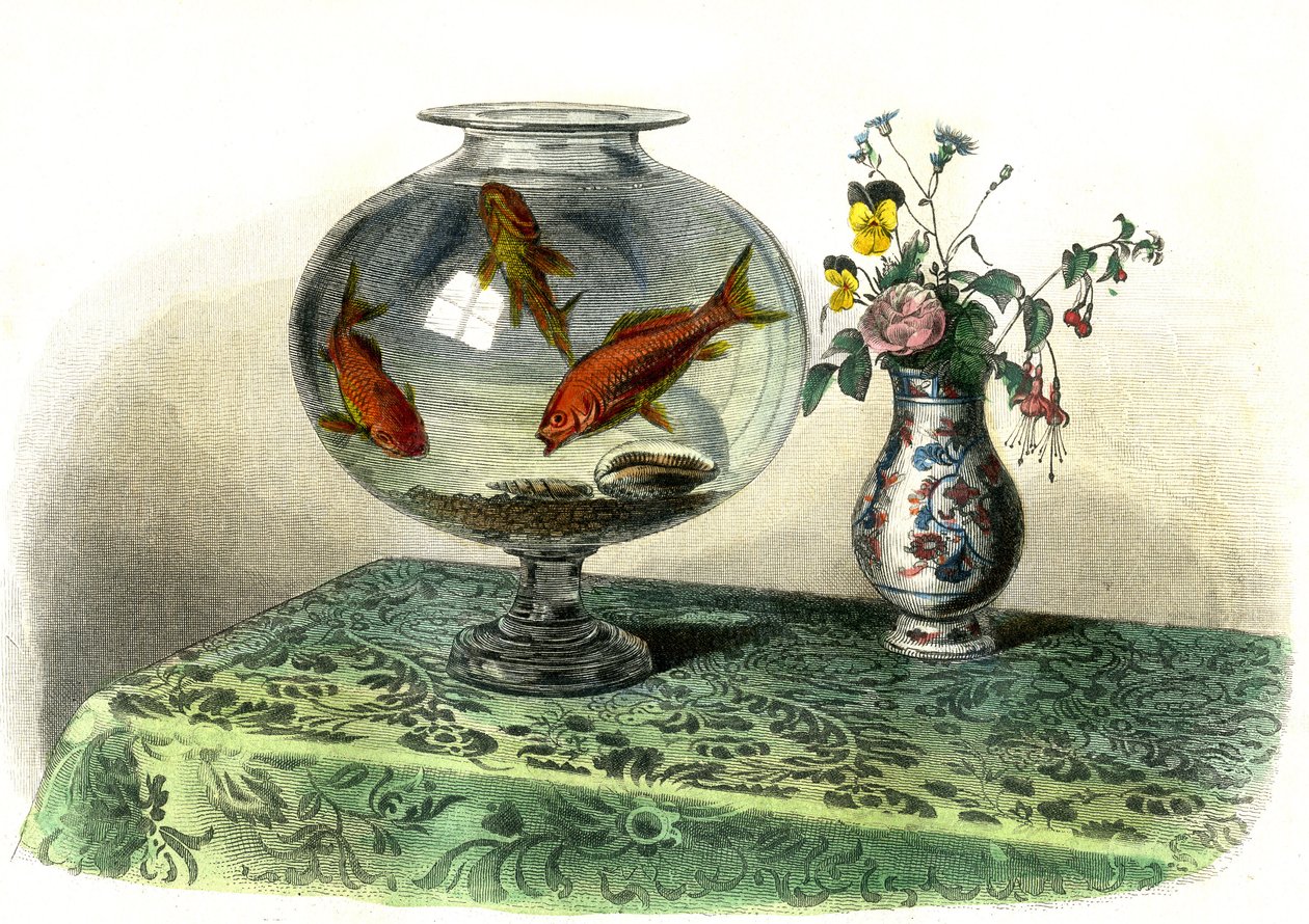 Cypryn złocisty (Cyprinus auratus) - Talerz wydobyty z Histoire Naturelle przez Bernarda Germaina de Lacepede (1856-1925), wydanie P.Furme, Paryż autorstwa French School