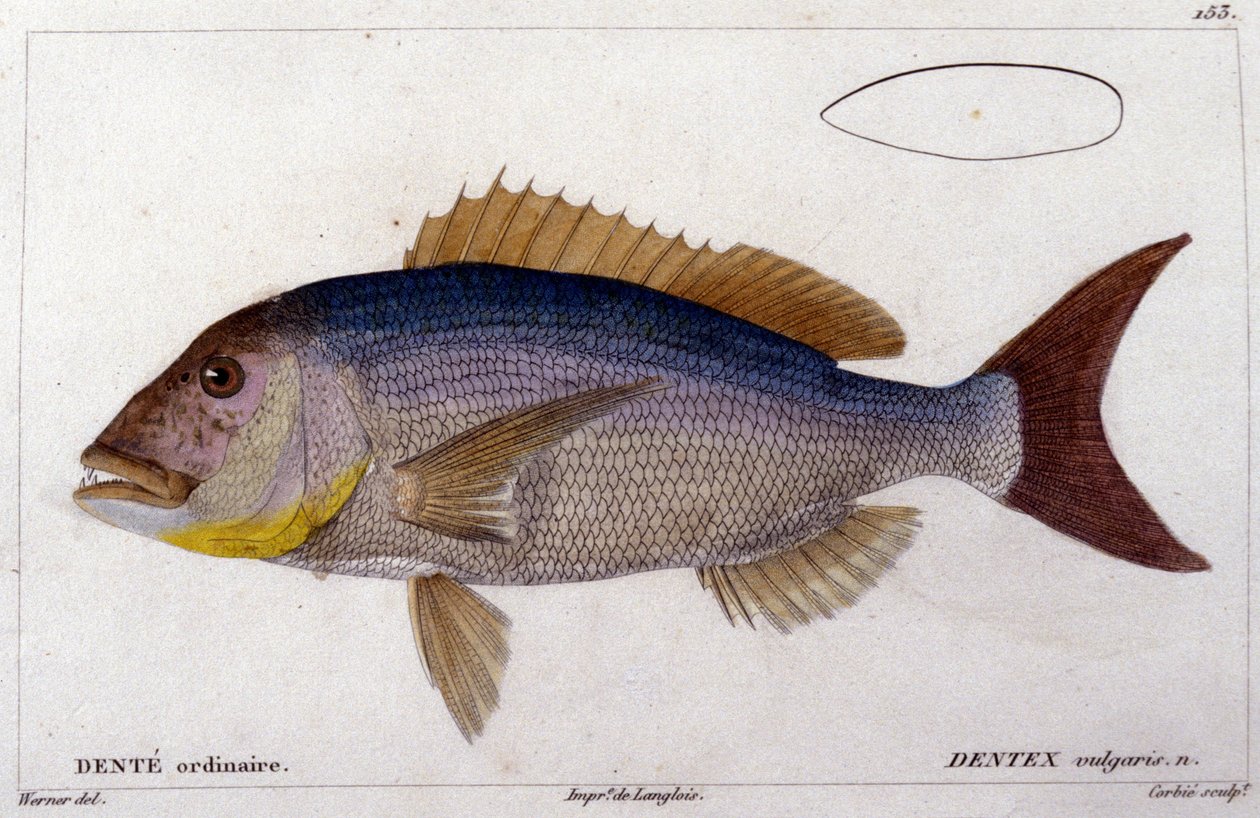 Dentex z "Histoire naturelle des poissons" Cuviera, Valenciennes, Paryż autorstwa French School
