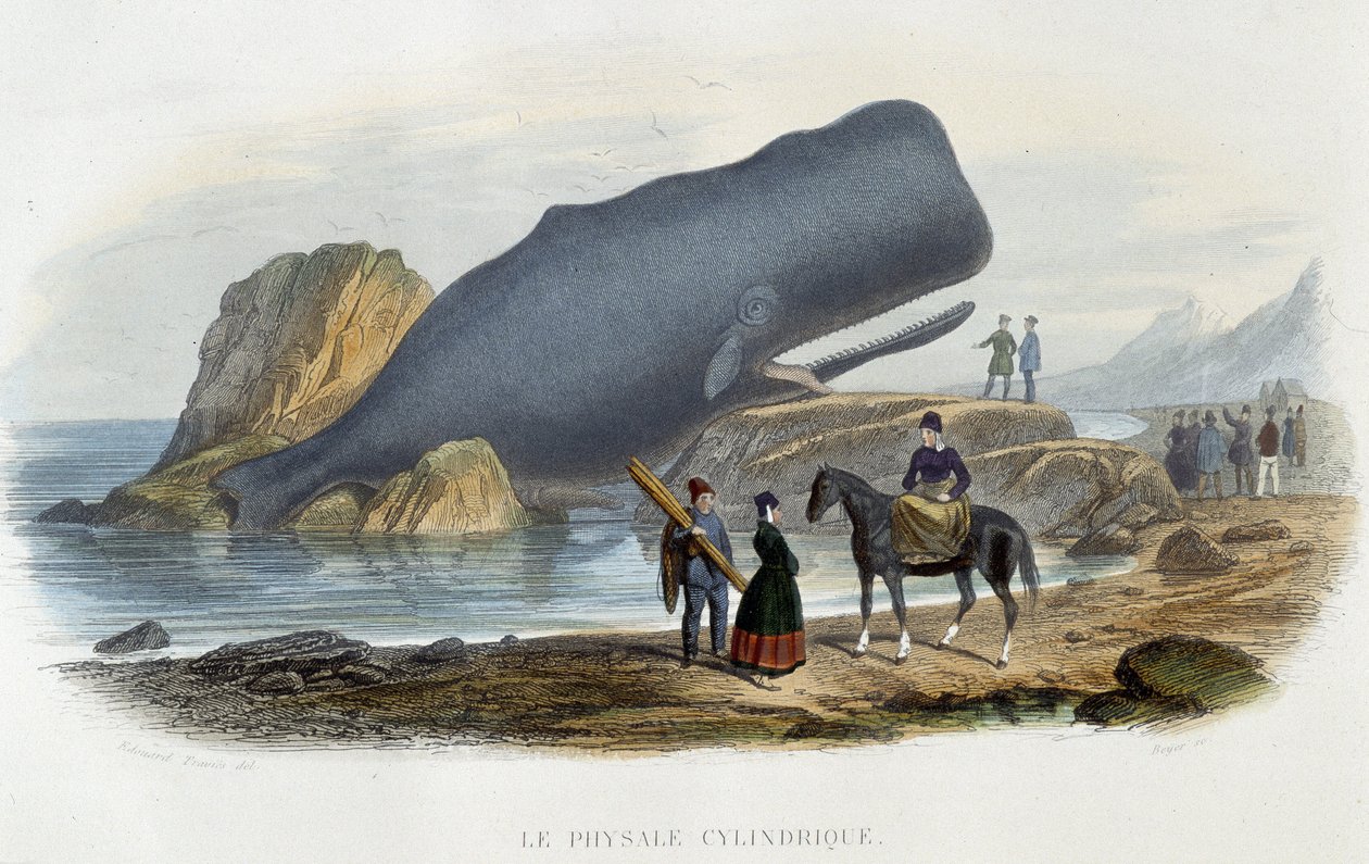 Cylindryczna nasadka (wieloryb spleciony) - w „Le monde de la mer” Alfreda Fredola, Hachette, Paryż autorstwa French School
