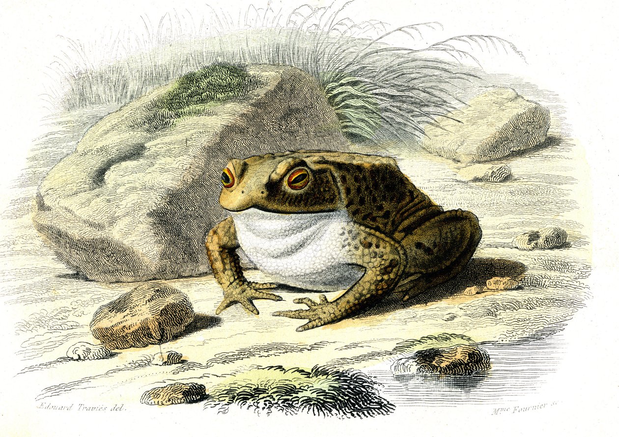 Ropucha Le (Bufo vulgaris) - Tablica z Historii Naturalnej Bernarda Germaina de Lacepede (1856-1925), wydanie P.Furme, Paryż autorstwa French School