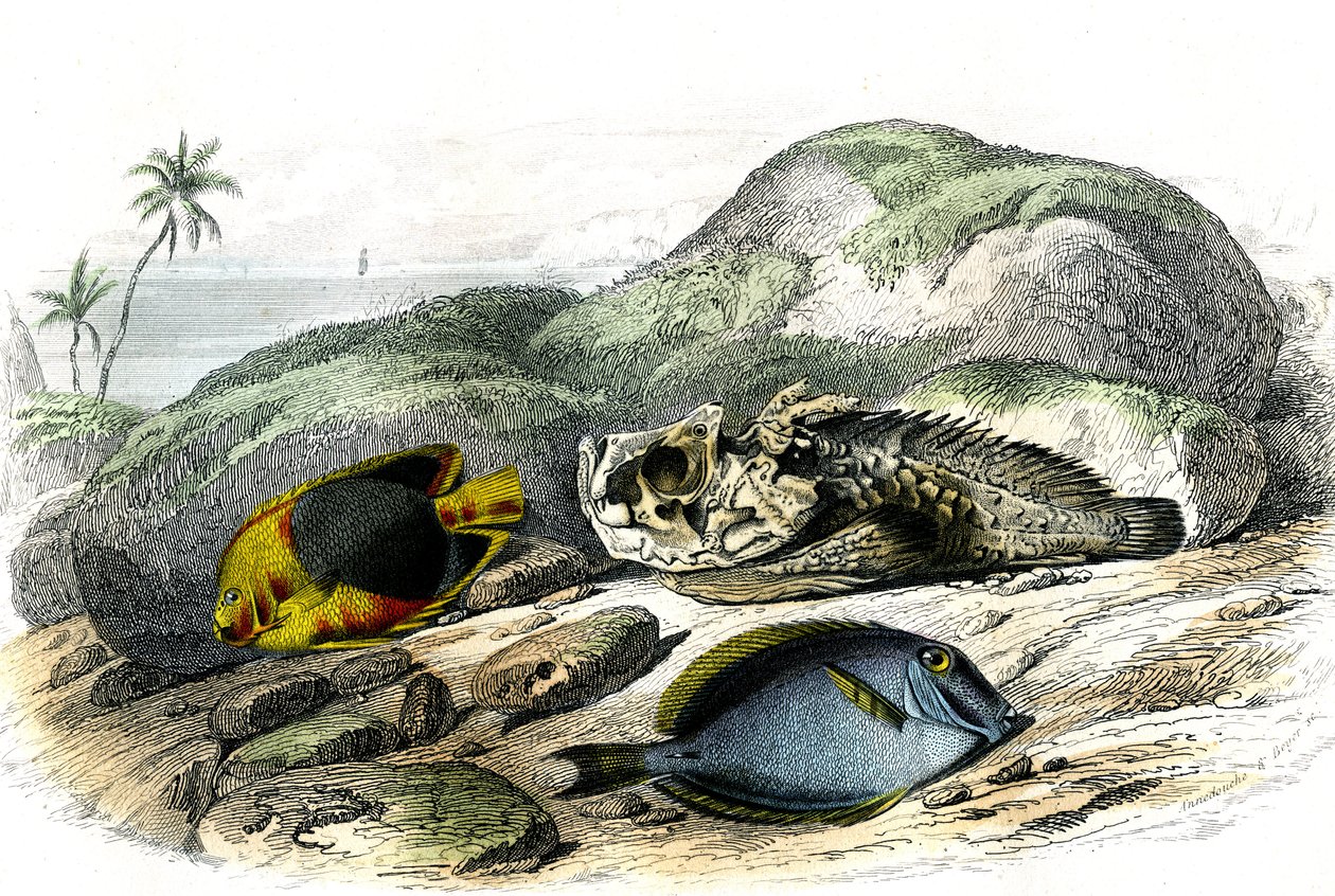 Trójkolorowy (Holocanthus tricolor), okropny i frajer (Acanthurus Surgery) - Tablica wyekstrahowana z Histoire Naturelle przez Bernarda Germaina de Lacepede (1856-1925), wydanie P.Furme, Paryż autorstwa French School
