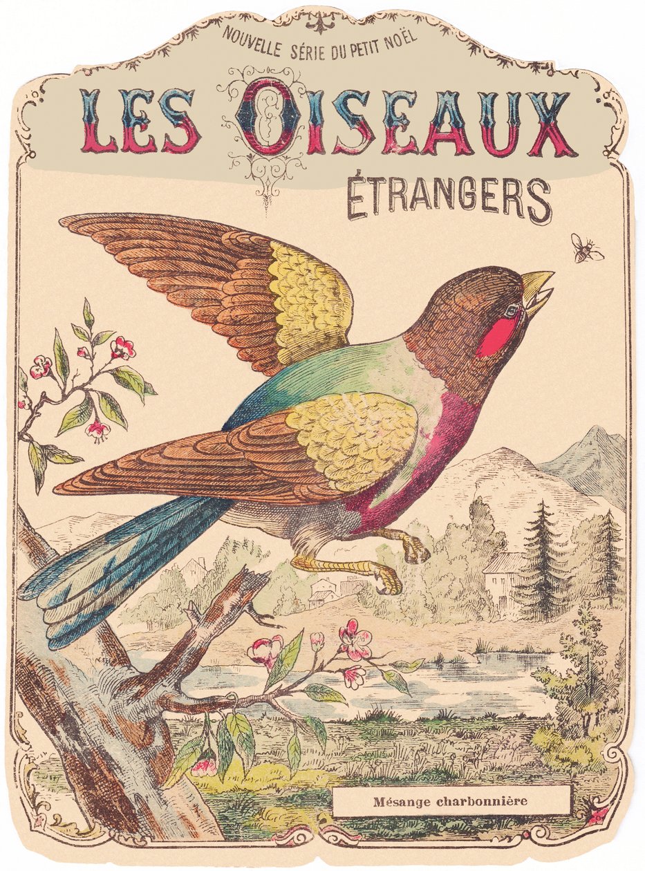 Les Oiseaux Étrangers: okładka albumu. Charbonnière mesange, koniec XIX wieku (druk) autorstwa French School