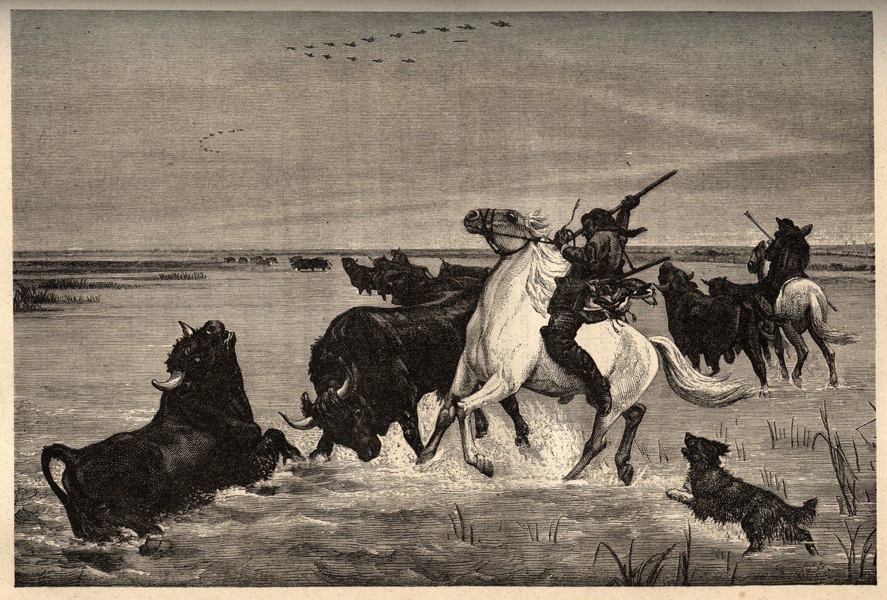 Woły (rasa bydła) z Camargue po malowaniu vayson - grawerowanie w „PATRIE” - grawerowanie w „PATILE” - OPIS PINTUREQUIRESSE DE LA FRANCE W 6 TOMACH LUCIENA HUARDA - koniec XIX wieku autorstwa French School