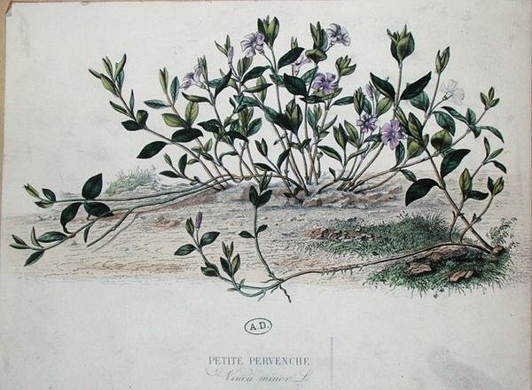 Barwinek mały lub Vinca minor (kolorowy grawerunek) autorstwa French School