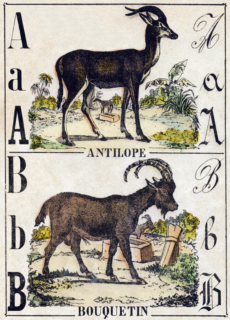 Litera A Antylopa; B Koziorożec. Grawerowanie w „Alfabet des animaux sauvages””. 9. seria. Obraz Epinal, Pellerin, drukarz-wydawca, ok. 1870 r. Ryciny na drewnie, szablon. 16 stron. Wymiary: 20 x 15 cm. Prywatna kolekcja autorstwa French School