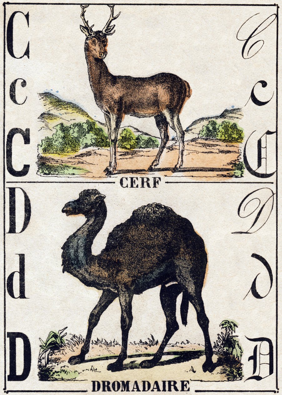 Litera C Jeleń; D Dromader. Grawerowanie w „Alfabet des animaux sauvages””. 9. seria. Obraz Epinal, Pellerin, drukarz-wydawca, ok. 1870 r. Ryciny na drewnie, szablon. 16 stron. Wymiary: 20 x 15 cm. Prywatna kolekcja autorstwa French School