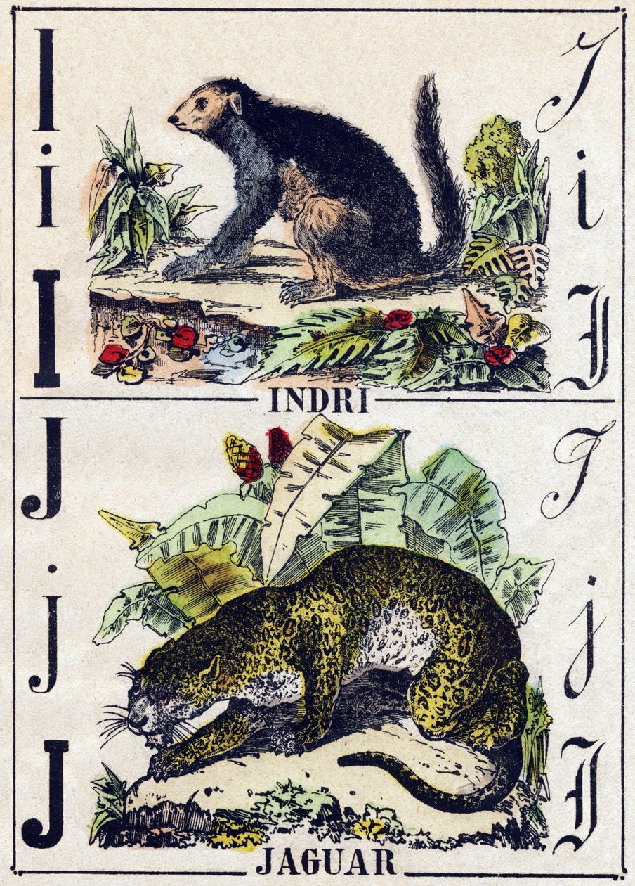 List I Indri (Lemurien); J Jaguar. Grawerowanie w „Alfabet des animaux sauvages””. 9. seria. Obraz Epinal, Pellerin, drukarz-wydawca, ok. 1870 r. Ryciny na drewnie, szablon. 16 stron. Wymiary: 20 x 15 cm. Prywatna kolekcja autorstwa French School