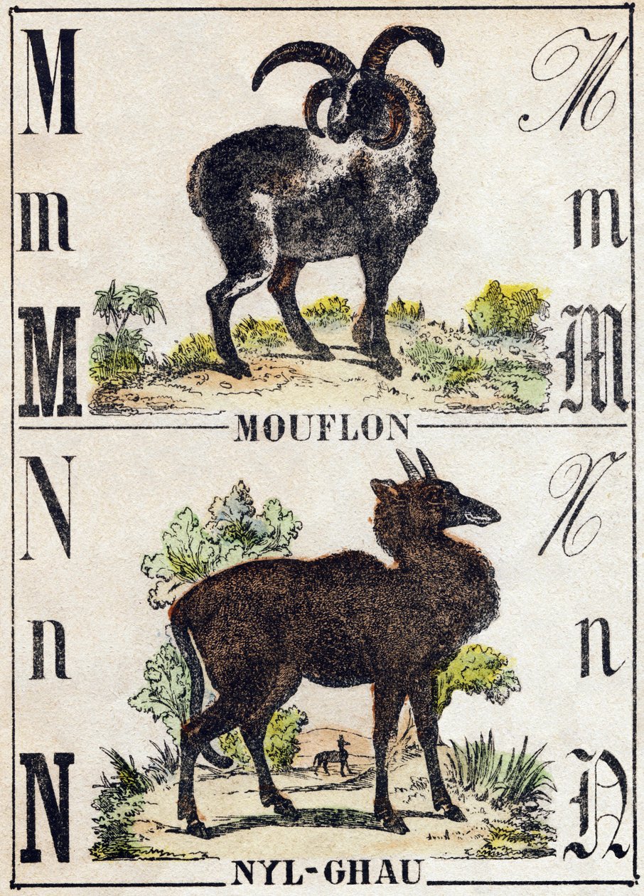 Muflon litera M; N Nyl-ghau (Nyl-ghau). Grawerowanie w „Alfabet des animaux sauvages””. 9. seria. Obraz Epinal, Pellerin, drukarz-wydawca, ok. 1870 r. Ryciny na drewnie, szablon. 16 stron. Wymiary: 20 x 15 cm. Prywatna kolekcja autorstwa French School