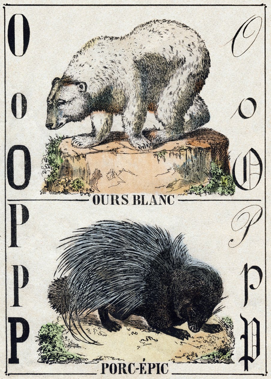 Litera O Niedźwiedź; P Wieprzowina (epopeja wieprzowa). Grawerowanie w „Alfabet des animaux sauvages””. 9. seria. Obraz Epinal, Pellerin, drukarz-wydawca, ok. 1870 r. Ryciny na drewnie, szablon. 16 stron. Wymiary: 20 x 15 cm. Prywatna kolekcja autorstwa French School