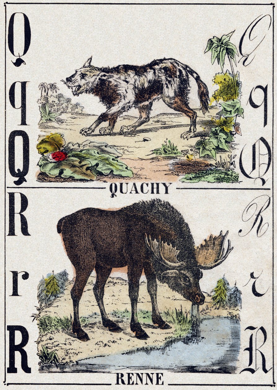Litera Q Quachy (pies lwa z Ameryki Południowej); R Renifer. Grawerowanie w „Alfabet des animaux sauvages””. 9. seria. Obraz Epinal, Pellerin, drukarz-wydawca, ok. 1870 r. Ryciny na drewnie, szablon. 16 stron. Wymiary: 20 x 15 cm. Prywatna kolekcja autorstwa French School