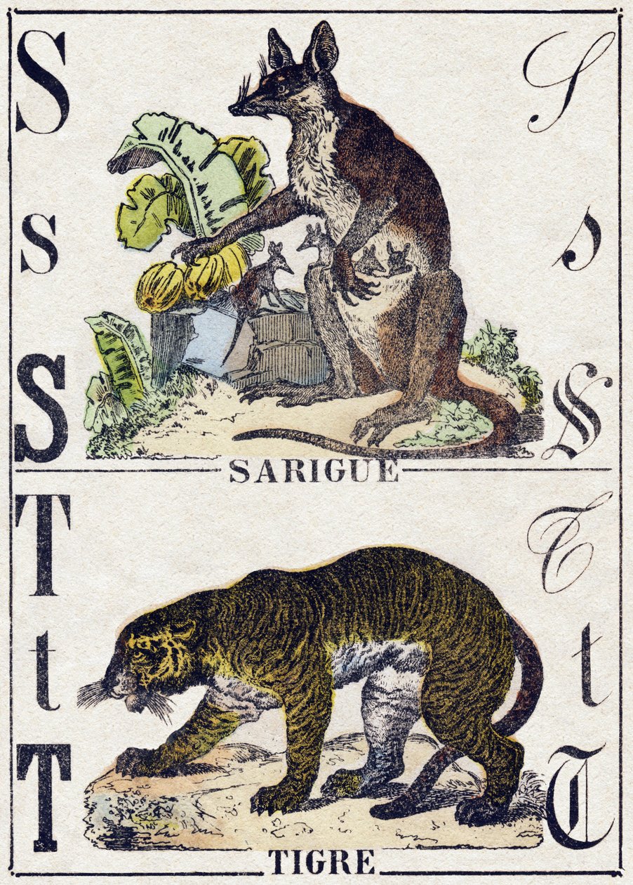 Litera S Sarigue (Opos); Tygrys. Grawerowanie w „Alfabet des animaux sauvages””. 9. seria. Obraz Epinal, Pellerin, drukarz-wydawca, ok. 1870 r. Ryciny na drewnie, szablon. 16 stron. Wymiary: 20 x 15 cm. Prywatna kolekcja autorstwa French School