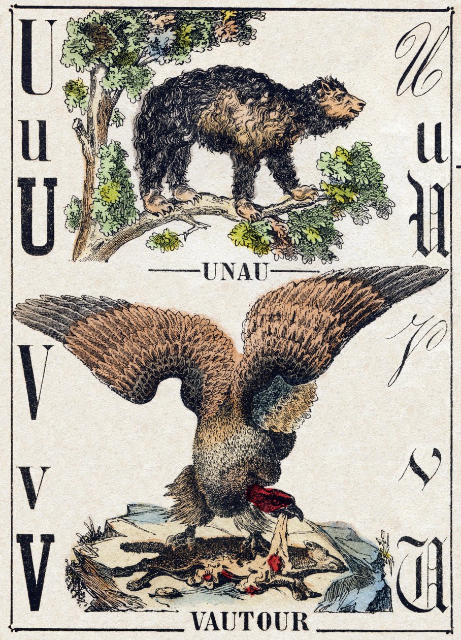 Litera U Unau (leniwa); V Sęp. Grawerowanie w „Alfabet des animaux sauvages””. 9. seria. Obraz Epinal, Pellerin, drukarz-wydawca, ok. 1870 r. Ryciny na drewnie, szablon. 16 stron. Wymiary: 20 x 15 cm. Prywatna kolekcja autorstwa French School