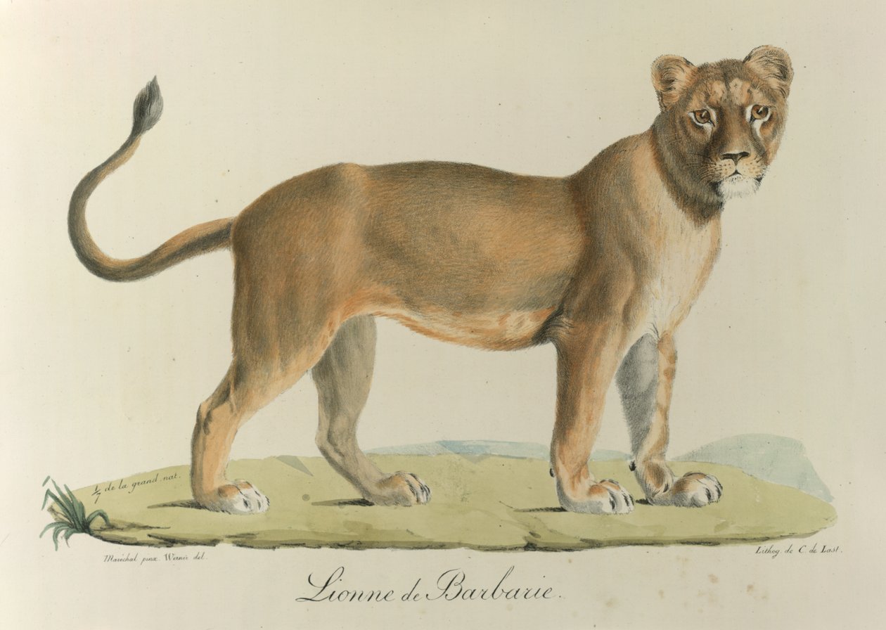 Barbary Lionee. Lwica berberyjska, z „Historii naturalnej ssaków” (kolor lito) autorstwa French School