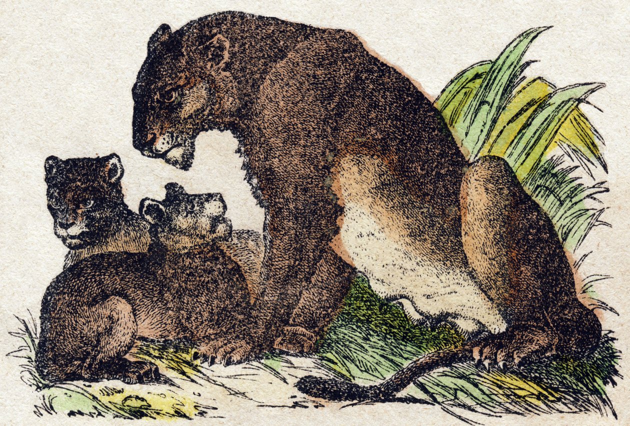 Lwica. Grawerowanie w „Alfabet des animaux sauvages””. 9. seria. Obraz Epinal, Pellerin, drukarz-wydawca, ok. 1870 r. Ryciny na drewnie, szablon. 16 stron. Wymiary: 20 x 15 cm. Prywatna kolekcja autorstwa French School
