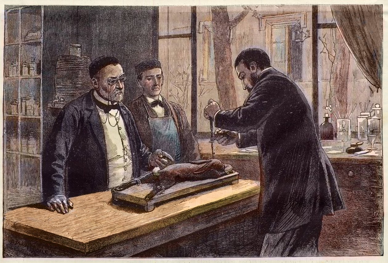 Louis Pasteur (1822-1895), francuski chemik i mikrobiolog, eksperymentujący na króliku chloroformowanym podczas poszukiwania leku na wściekliznę. autorstwa French School