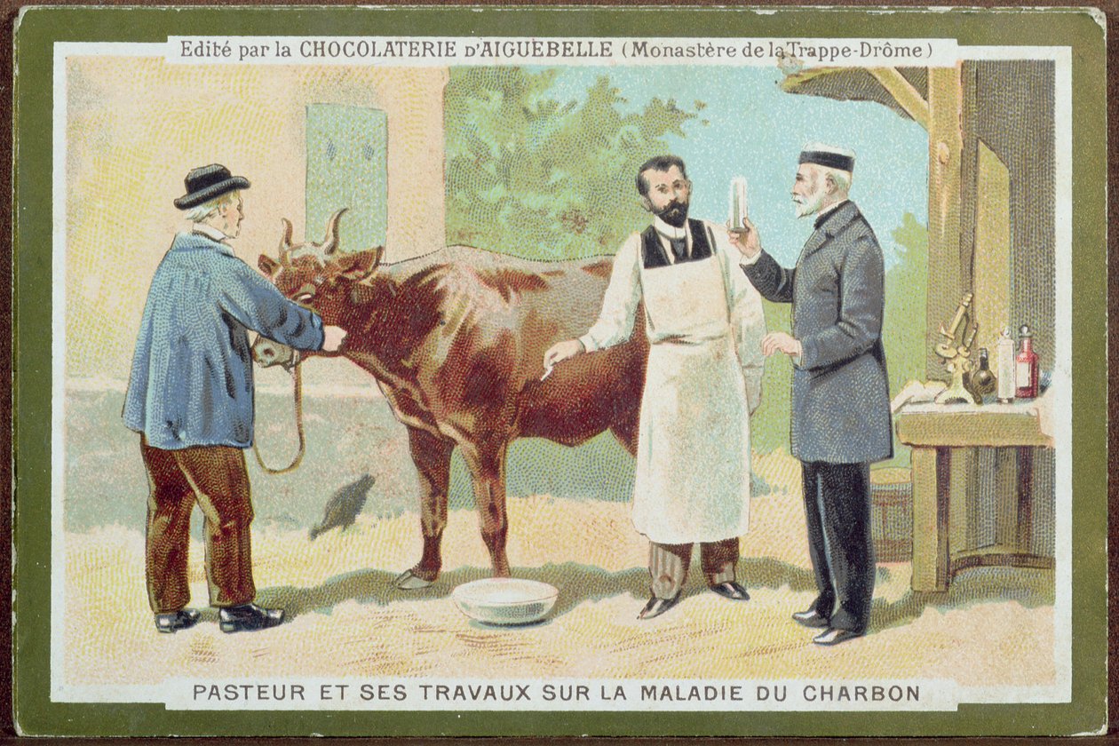 Louis Pasteur (1822-95) badający wąglik, karta reklamowa z Chocolaterie dAiguebelle autorstwa French School