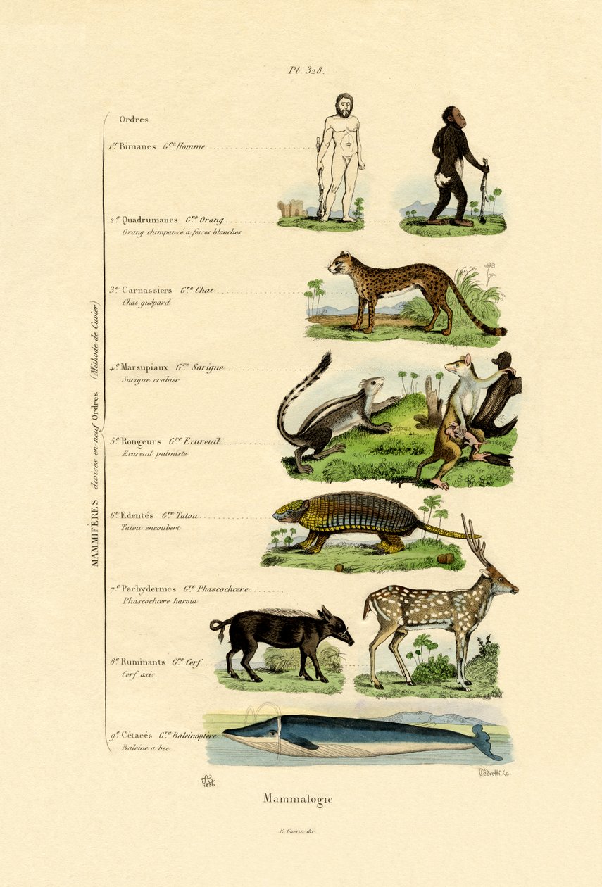 Mammologia, 1833-39 autorstwa French School