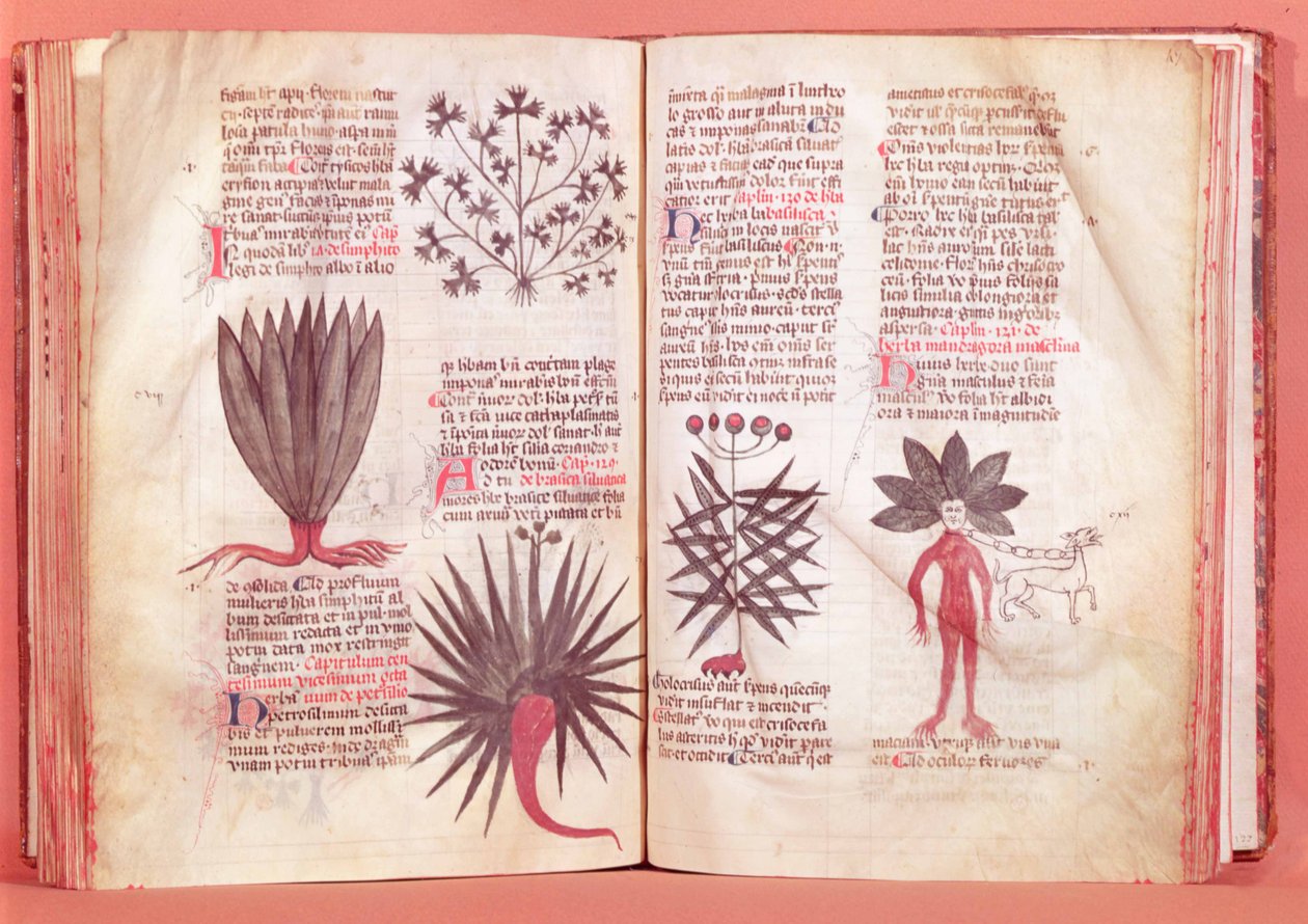 Mandragora z traktatu Dioscoridesa (AD 40-c.90) autorstwa French School