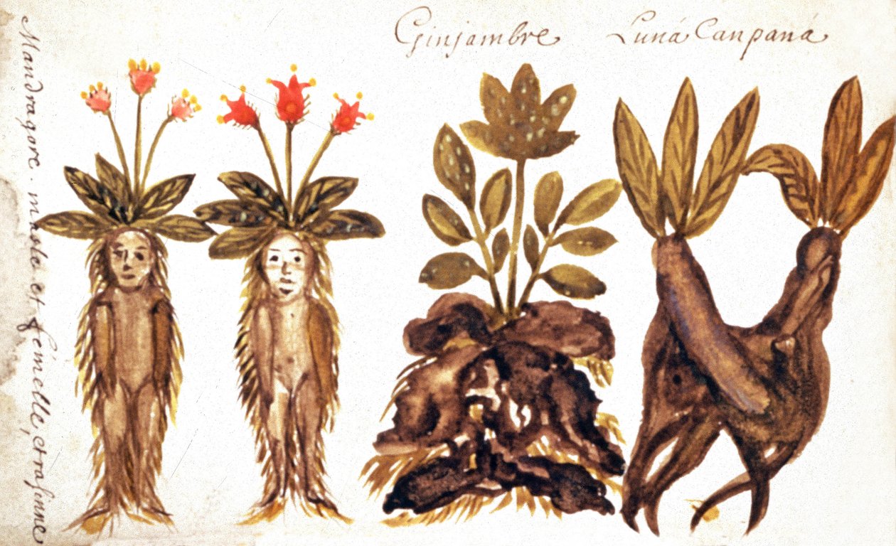 Mandragora, imbir, Luna Campana autorstwa French School