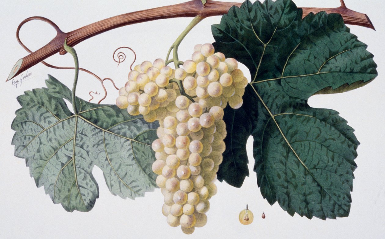 Odmiana winorośli Marsanne (Cotes du Rhone), ampelografia autorstwa French School