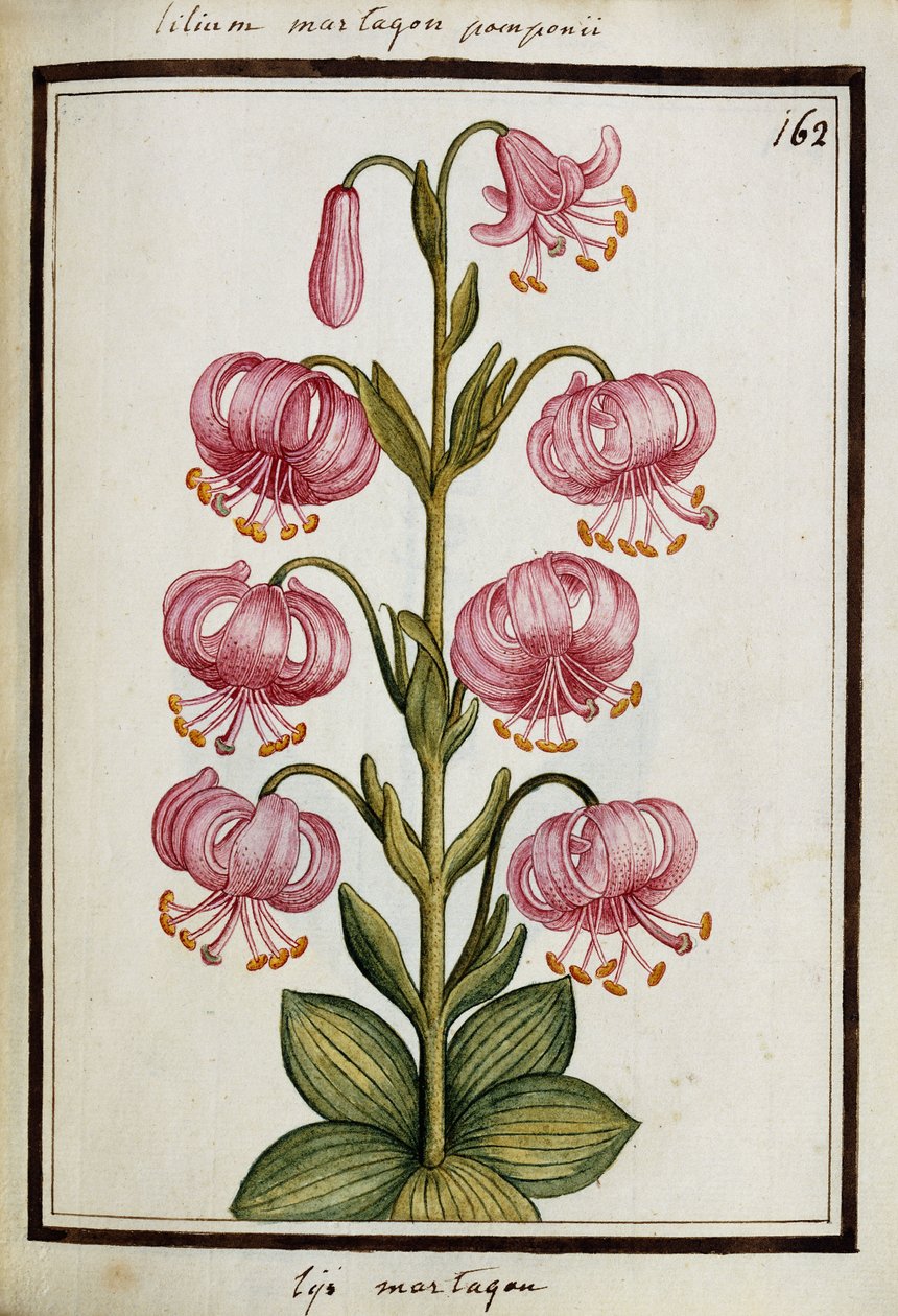 Lilia złotogłów, ok. 1700 autorstwa French School