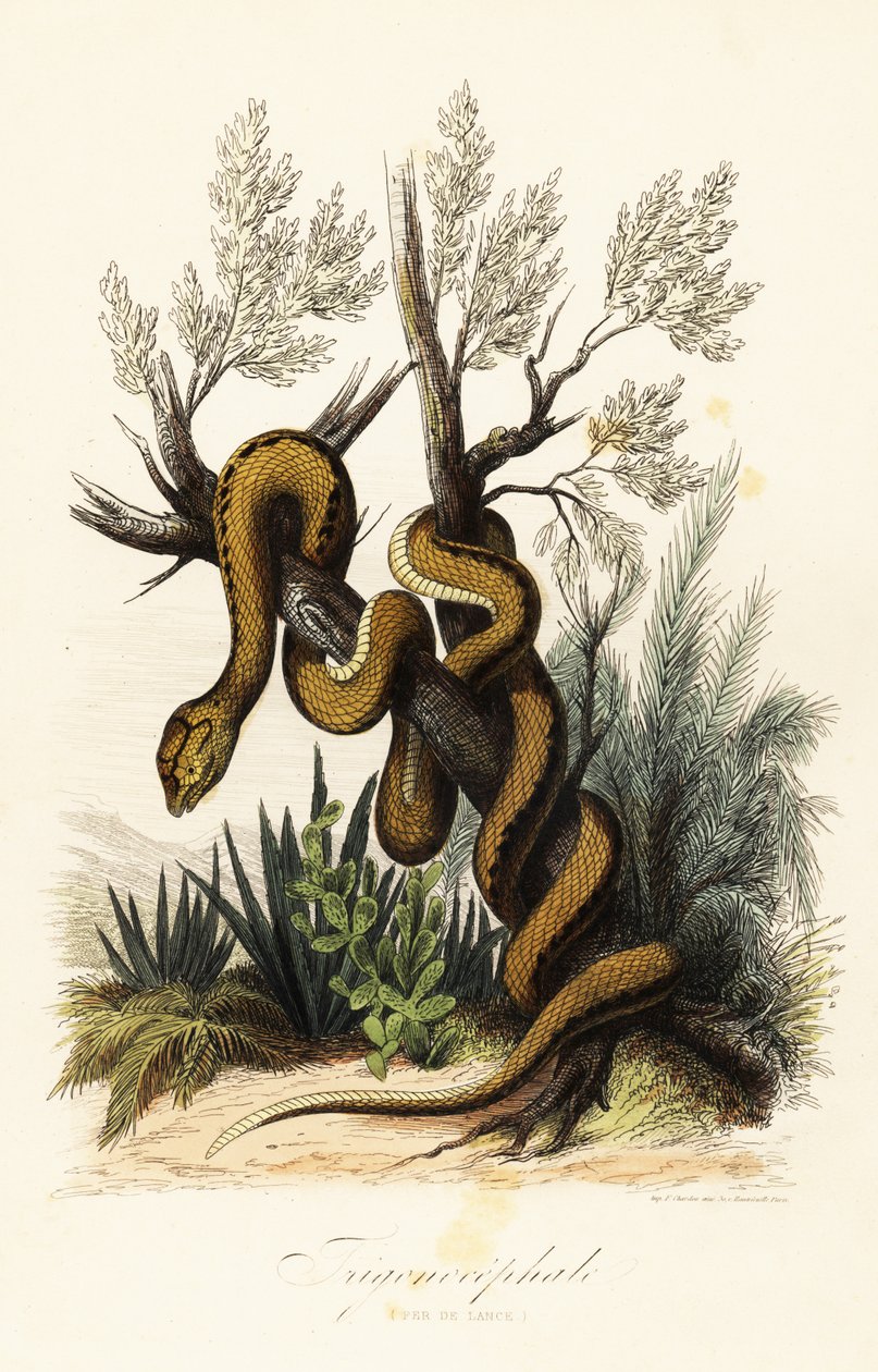 Martynika pit viper , Bothrops lanceolatus autorstwa French School