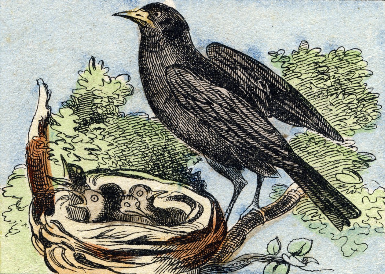 Merle. Grawerowanie w "Buffon Alphabet des Oiseaux n 2". 3. Seria N 2. Obrazowanie Epinal, Epinal, koniec XIX wieku. 16 stron. Wymiary: 28x21 cm autorstwa French School