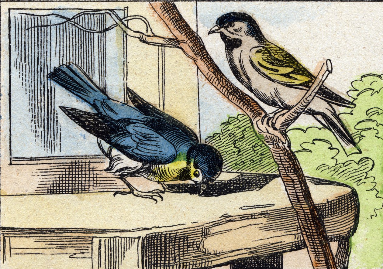 Wiadomość. Grawerowanie w "Buffon Alphabet des Oiseaux n 1". 3. Seria N 1. Obrazowanie Epinal, Epinal, koniec XIX wieku. 16 stron. Wymiary: 28x21 cm autorstwa French School