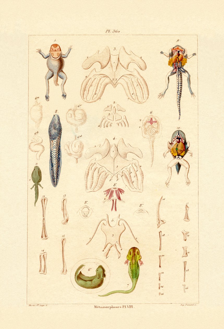 Metamorfoza autorstwa French School