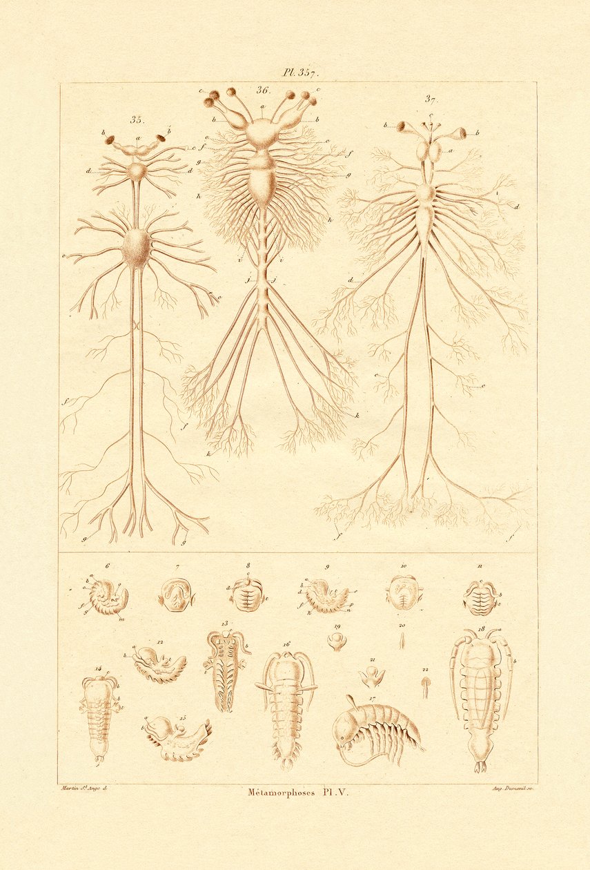 Metamorfoza, 1833-39 autorstwa French School
