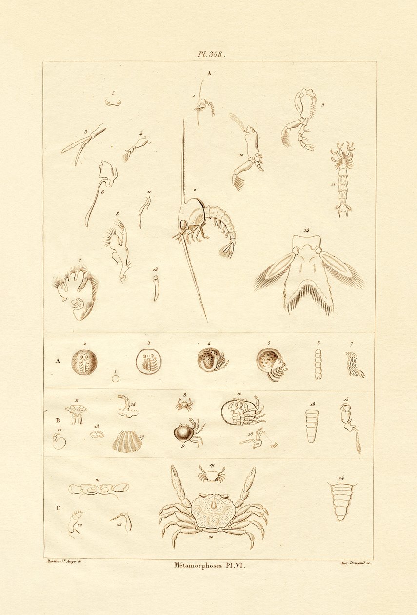 Metamorfoza, 1833-39 autorstwa French School