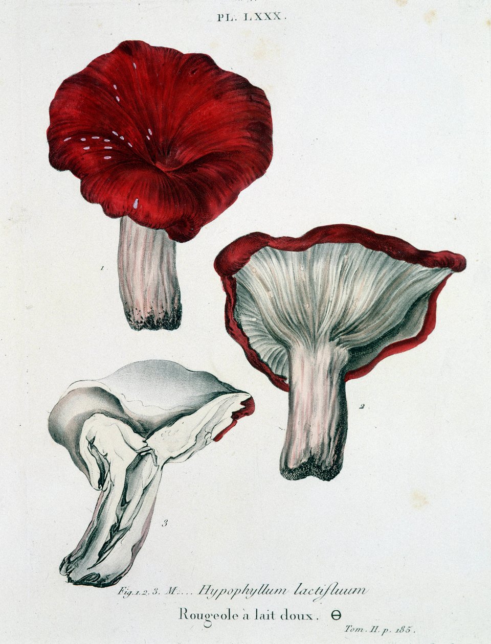 Odra mleczna - w „Treatise des Champignons” Jeana Jacquesa Pauleta, koniec XVIII wieku autorstwa French School