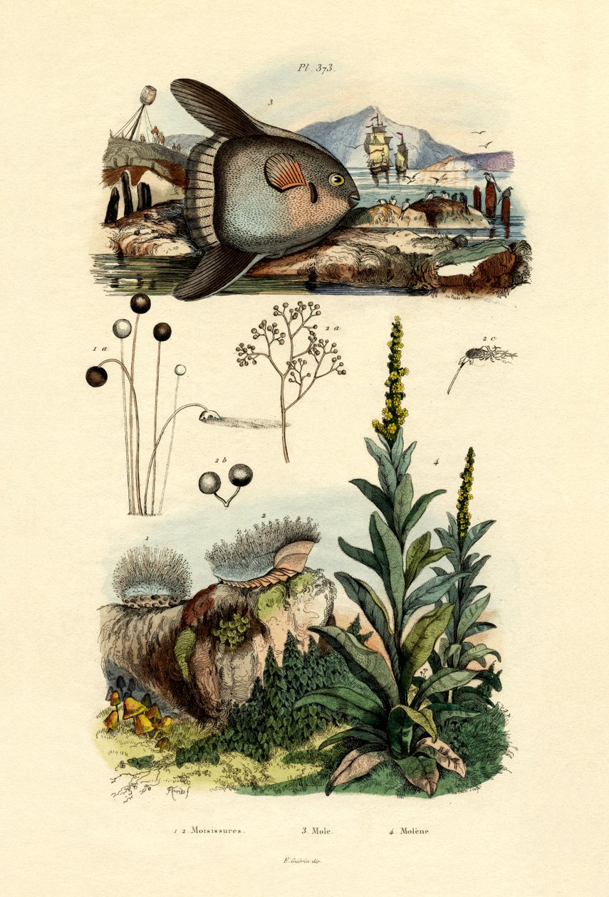 Pleśń, 1833-39 autorstwa French School