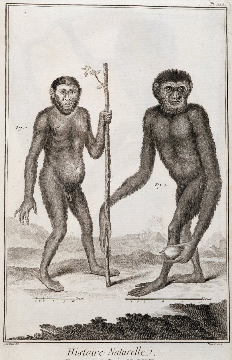Małpy Jocko i Gibbon autorstwa French School