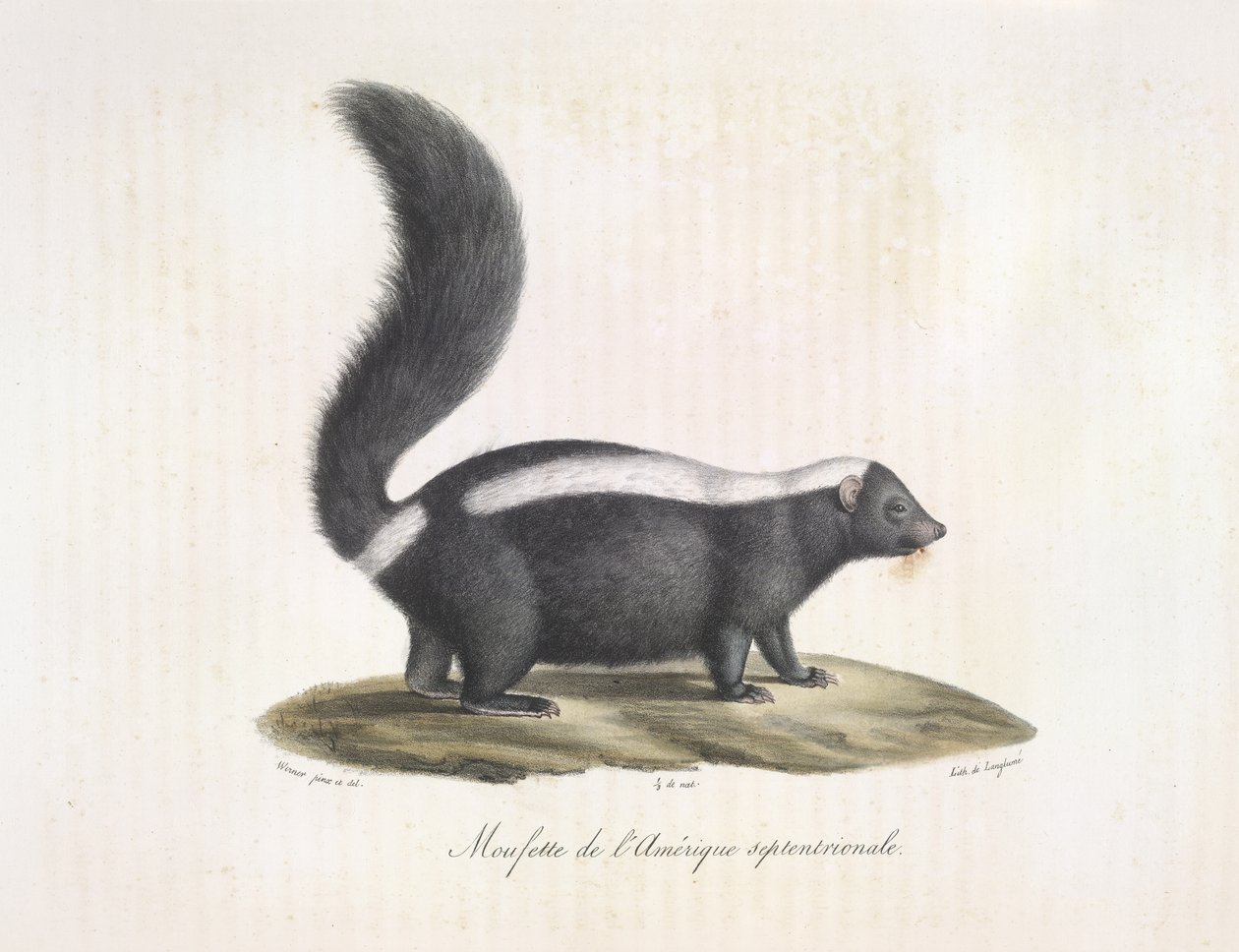 Skunks. Skunk, z historii naturalnej ssaków (kolor lito) autorstwa French School