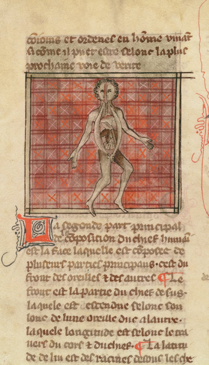 Ms 2030 fol.17 Figura anatomiczna z La Chirurgie de Maitre Henri de Mondeville autorstwa French School