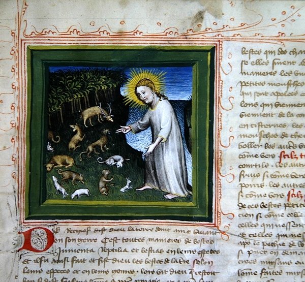 Ms 313 Stworzenie zwierząt, z Biblii des Grands Augustins autorstwa French School