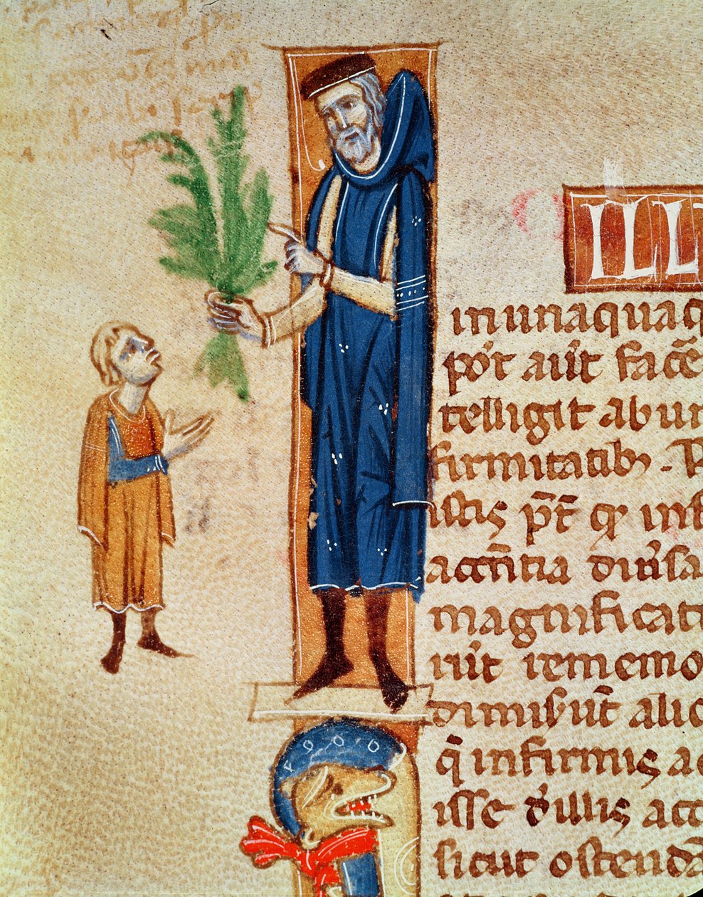 Ms 413 f.92v Rośliny Lecznicze, ilustracja z Traite de Medecine autorstwa Claudiusa Galenusa (ok.130-c.201) przetłumaczona przez Gerarda de Cremone (1114-87) autorstwa French School
