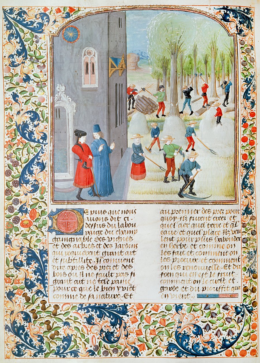 Ms 5064 fol.198v Wycinanie drzew i zbieranie, z Livre des Prouffitz Champestres autorstwa Pietro de Crescenzi (1230-132021) autorstwa French School