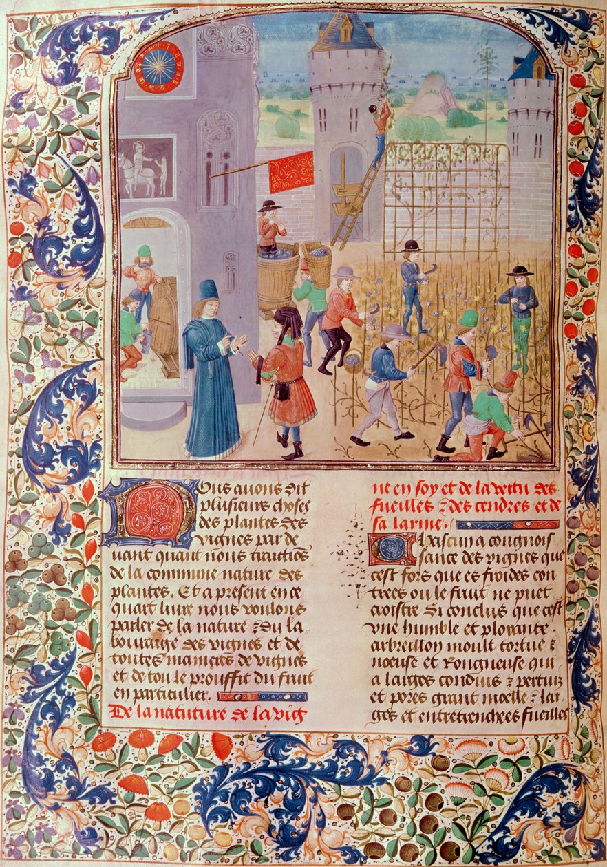 Ms 5064 fol.68v Praca w winnicy, z Livre des Prouffitz Champestres autorstwa Pietro de Crescenzi (1230-1321) autorstwa French School