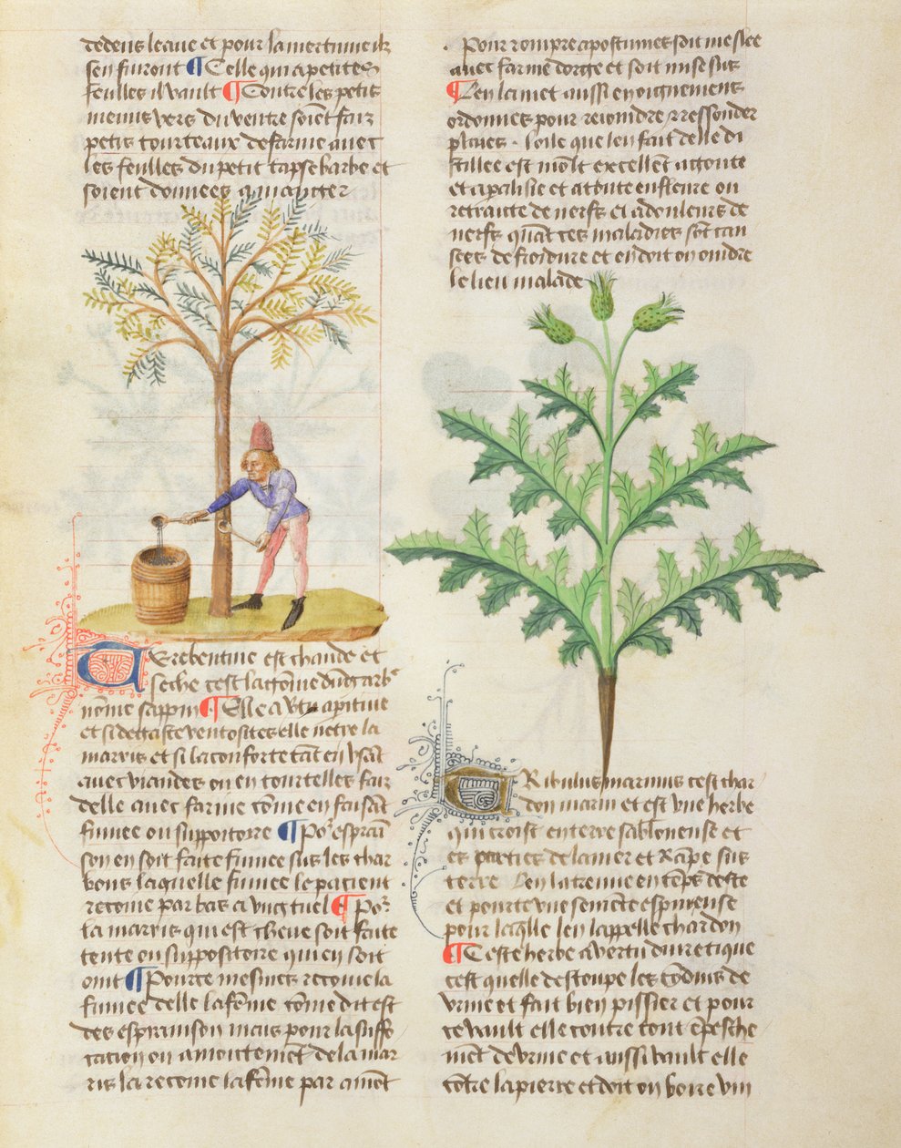 SM. O różnych ziołach Dioscorides, fol.165r Terpentyna do oklepywania autorstwa French School