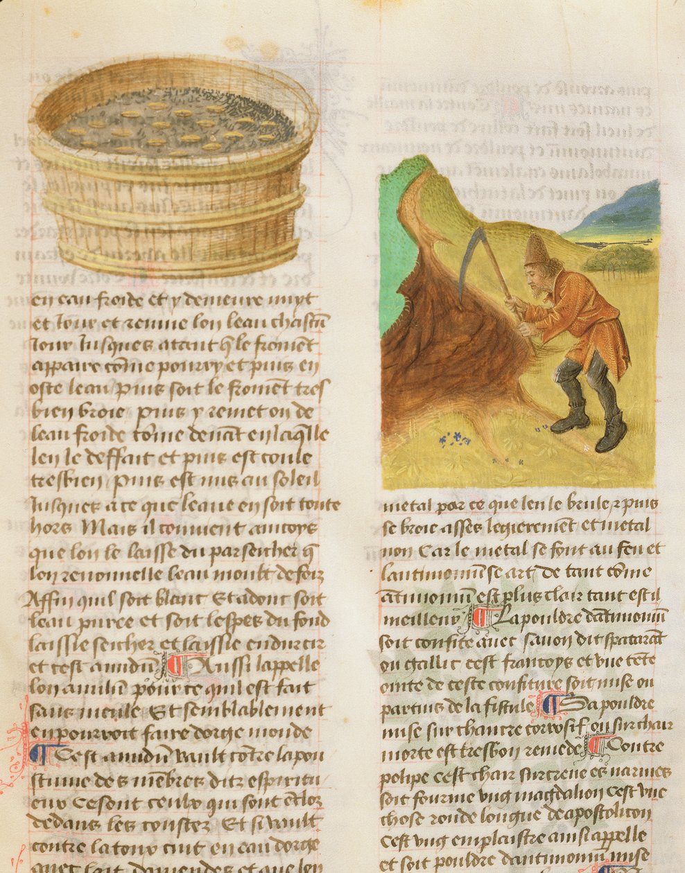 Pani De Diversis Herbis by Dioscorides, fol.8r Nasiona w wannie i Poszukiwanie bulw goryczki autorstwa French School