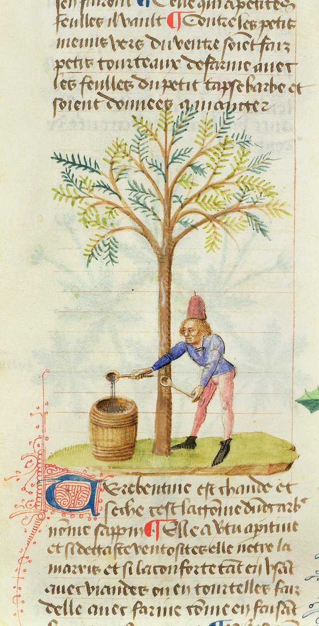 Ms Est 28 M.5.9 fol.165r Zbieranie terpentyny, z Grand Herbier przez Pedaniusa Dioscoridesa (ok. 40-90 ne) autorstwa French School