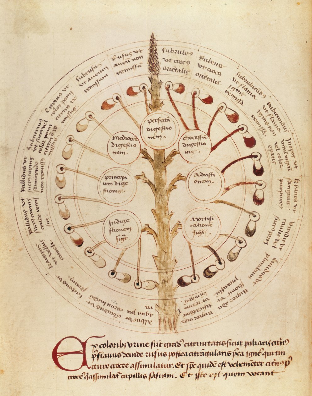 Pani Lat 11229 fol.19r Tabela do analizy moczu, z Petit Traite dhygiene et Medecine autorstwa French School