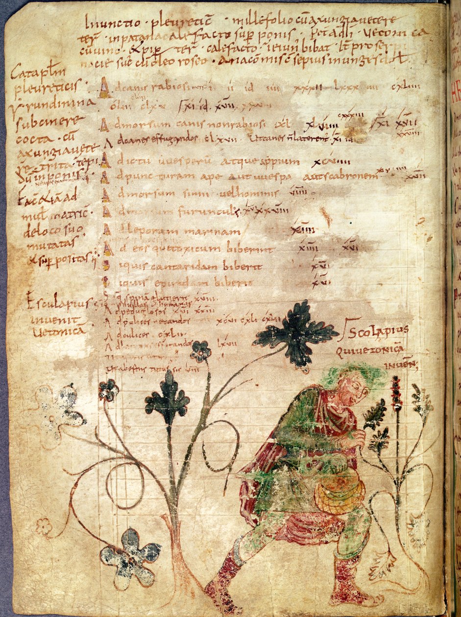 Ms Latin 6862 fol.18v Aesculapius odkrywa betony, z rękopisu Antoniusa Musy (63 BC-14 AD) autorstwa French School