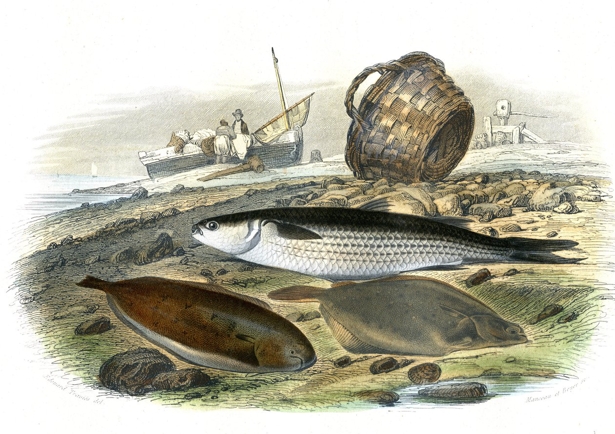 Mullet (Mugilidae), Słonecznik (Solea Vulgaris), Limand (Microstomus Kitt) - Płyta wyekstrahowana z Historii Naturalnej przez Bernarda Germaina de Lacepede (1856-1925), wydanie P.Furme, Paryż autorstwa French School