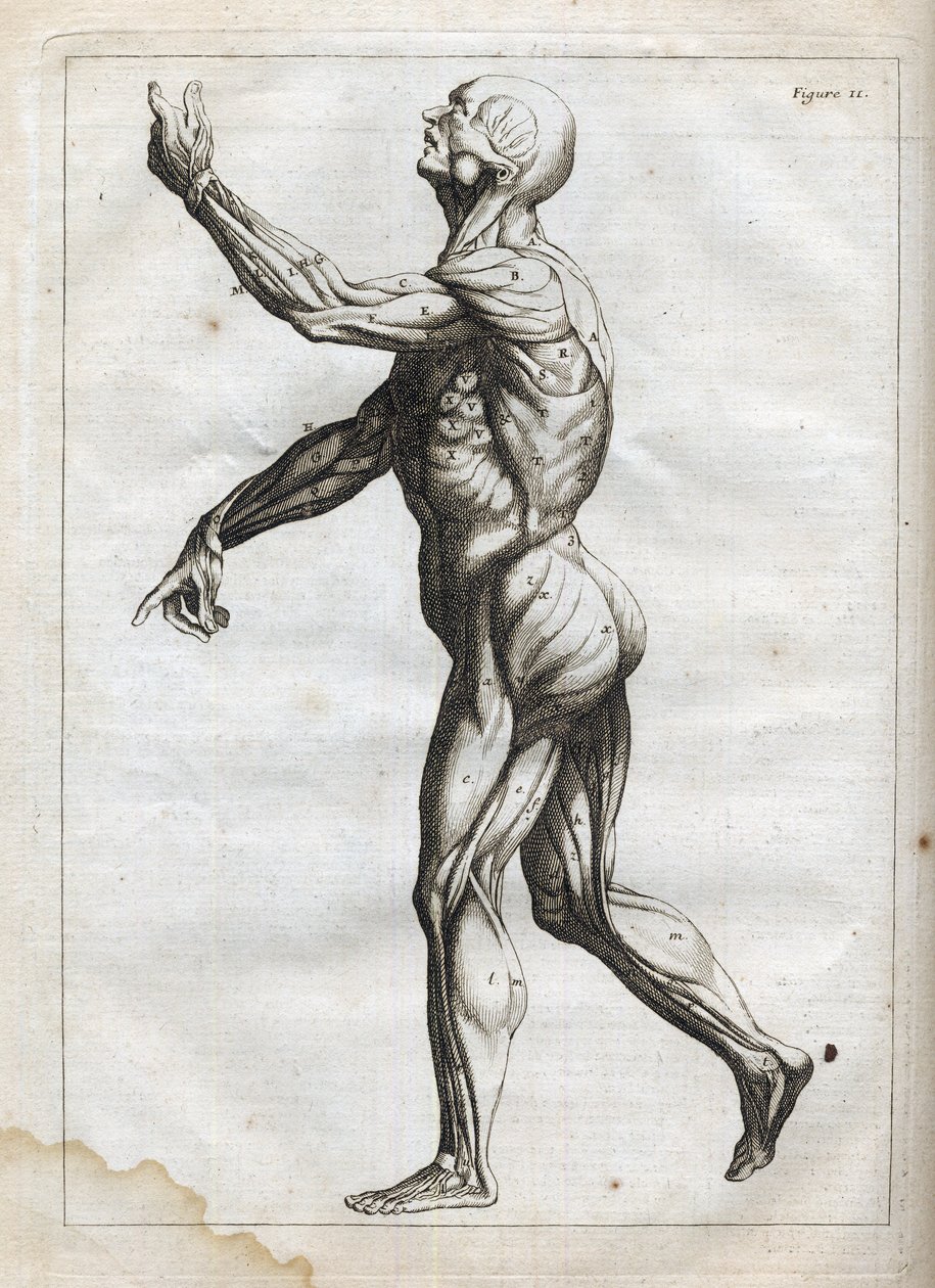 Mięśnie ludzkie - - grawerowanie w „Anatomii abstrakcyjnej, przystosowanej do malarstwa i rzeźby” - 1760 autorstwa French School