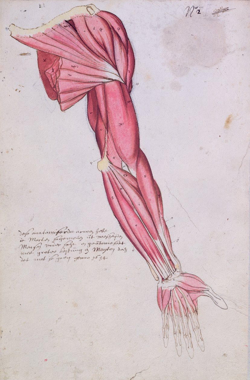 Muskulatura ramienia i barku, 1634 (pióro i atrament oraz toaleta na papierze) autorstwa French School
